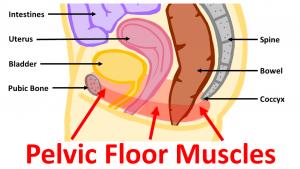 pelvic-floor-muscles